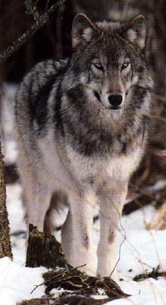 Gray Wolves (Canis Lupus)